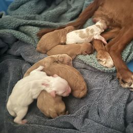 Cavapoos from Molly’s Babies