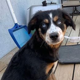 Miniature Australian Shepherds and Toy Australian Shepherds from Sparkling Cross Toy & Mini Aussies