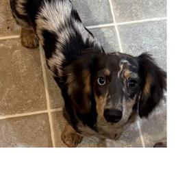 Link - Dachshund