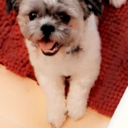 Reggie - Brindle male Shih Tzu puppy in Gig Harbor, Washington from Gig Harbor Shih Tzu's