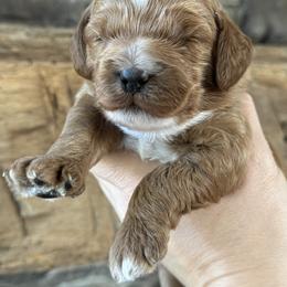 Cockapoo Puppies from M&M Cockapoos of Iowa