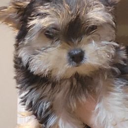 Morkies from Silvia's Morkies