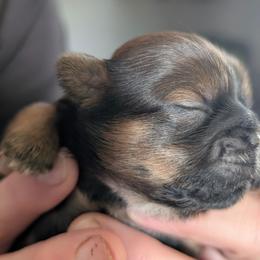 Brownie Girl - Red female Shih Tzu puppy in Lostant, Illinois from Bella's Babies