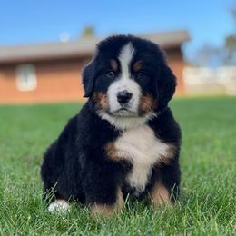 Atlas 2 - Black rust and white male Bernese Mountain Dog puppy in Stone Creek, Ohio from Highland Meadows