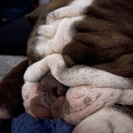 Matilda - Bulldog