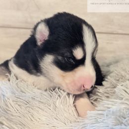 Siberian Husky Puppies from Wyant Farms