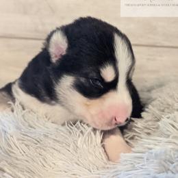 Siberian Husky Puppies from Wyant Farms