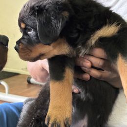 Rottweiler Puppies from Rottweiler Land