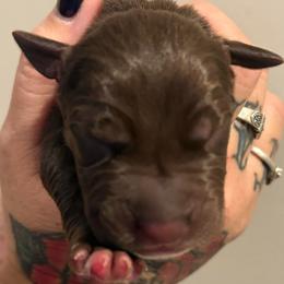 Callie - Chocolate female Great Dane puppy in Hutchinson, Kansas from Dappled Danes