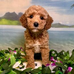 Pocket (lavender) - Red  female Goldendoodle puppy in Haltom City, Texas from Ohana Doodles