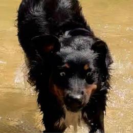 Skeeter - Miniature Australian Shepherd