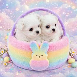 Shichon and Shih Tzu Puppies from Angie’s Teddy Bear Puppies Minnesota