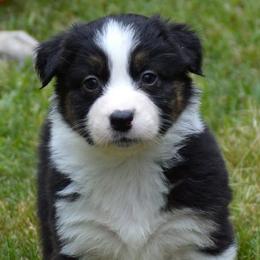 Australian Shepherds, Mastiffs, and Miniature American Shepherds from Ashber Farm