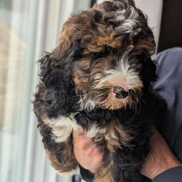 White - Tri-color male Bernedoodle puppy in Connecticut from Valley View Doodles