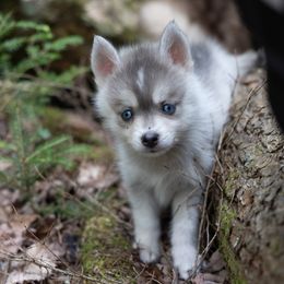 Helia - Blue female Pomsky puppy in Moultonborough, New Hampshire from Foxfire Arctic Spitz