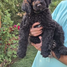 Bernedoodle and Poodle Puppies from Simply Amazing Doodles