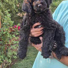 Bernedoodle and Poodle Puppies from Simply Amazing Doodles