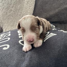 Tucson - Red merle male Toy Australian Shepherd puppy in Menifee, California from Riders Toy Aussies