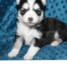Girl 2 - Black and white female Pomsky puppy in Mc Callsburg, Iowa from SZ Rolling Acres LLC