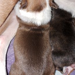 Boston Terrier Puppies from M&Bs Boston Terriers