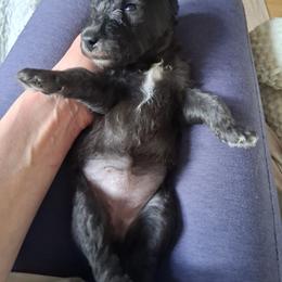 Blue Girl 2 - Blue female Bedlington Terrier puppy in Staten Island, New York from Arkada Sirene Kennel