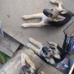 German Shepherd Puppies from Rain's Legacy German Shepherds