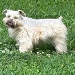 Fritzi - Miniature Schnauzer