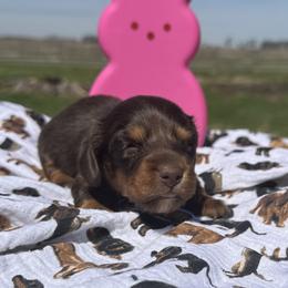 Twixie - Chocolate and tan female Dachshund puppy in Hudson, Michigan from Mittentail Kennel Miniature Dachshunds & Australian Shepherds