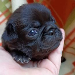 Luna Chocolate (Apricot Black) female - Black female Pug puppy in Blountsville, Alabama from Rock Springs Pugs