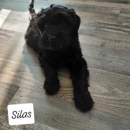Silas - Black male Goldendoodle puppy in Eau Claire, Wisconsin from Fisher River Doodle's