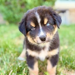 Aladdin - Black tri-color male Australian Shepherd puppy in Vernal, Utah from Dancing M Australian Shepherds