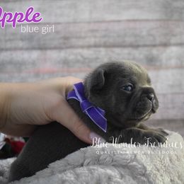 Apple - Tricolors female French Bulldog puppy in Loxahatchee, Florida from Blue Wonder Frenchies