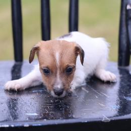 Cooper - Tan and white male Jack Russell Terrier puppy in West Bend, Iowa from Blue Skies Terriers
