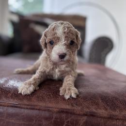 Bruno - Apricot male Cavapoo puppy in Strasburg, Pennsylvania from Still Water Puppies