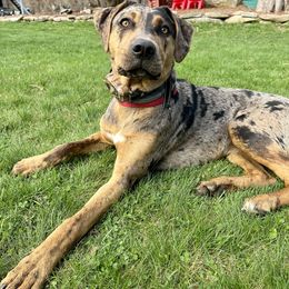 Catahoula Leopard Dog Puppies from Bons Temps Catahoulas
