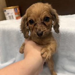 Biscuit - Cream female Dachshund puppy in Oak Ridge, Tennessee from It’s just a wiener dachshund
