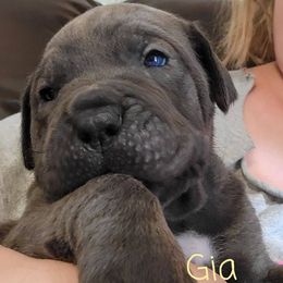 Cane Corso Puppies from Samantha Jackson