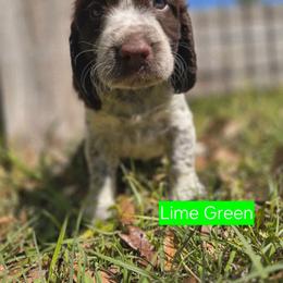 LIME GREEN - Liver white and roan male English Springer Spaniel puppy in Jesup, Georgia from 31 Pines Kennels