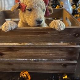 Goldendoodle Puppies from Da Ruba Doodles