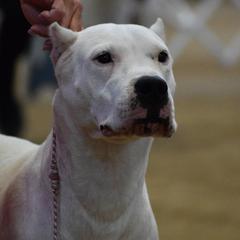 Delta - Dogo Argentino