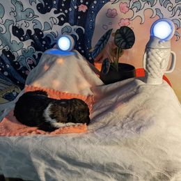 Poodle Puppies from Pantheon Poodles