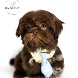Emmit - Liver male Shih Tzu puppy in League City, Texas from Divine Pups