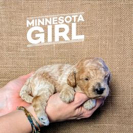 Minnesota - Cream female Goldendoodle puppy in Cambridge, Minnesota from Country Meadow Doodles
