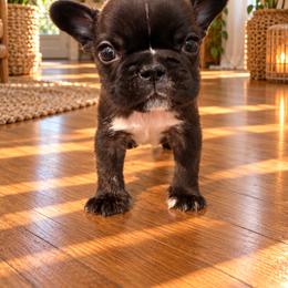 Trunks - Brindle male French Bulldog puppy in Reading, Pennsylvania from Roxy & Co.