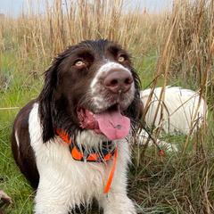 Drentsche Patrijshonds from California Drents