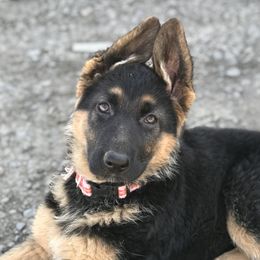 German Shepherd Puppies from Oregon German Shepherds