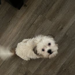 Diamond - Shih Tzu