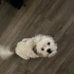 Diamond - Shih Tzu