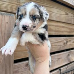 Pink collar girl - Blue merle female Australian Shepherd puppy in Flat Rock, Alabama from Fluffy Butt Acres