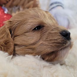 Aussiedoodle, Cavapoo, and Poodle Puppies from B&M Cottonwood Canines